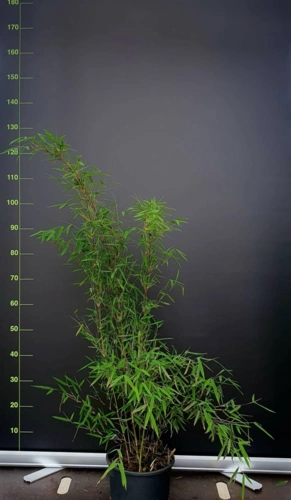 fargesia-jiuzhaigou-1-5-liter-120cm-bamboe-plant-scaled.jpg