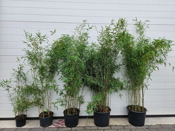 fargesia-jiuzhaigou1-bamboe-planten-assortiment-1167x875.jpg
