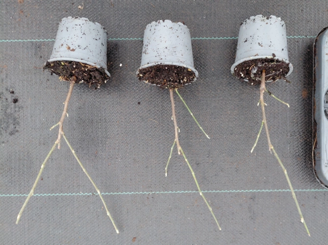 m._stellata_1tak_f10krs.jpg