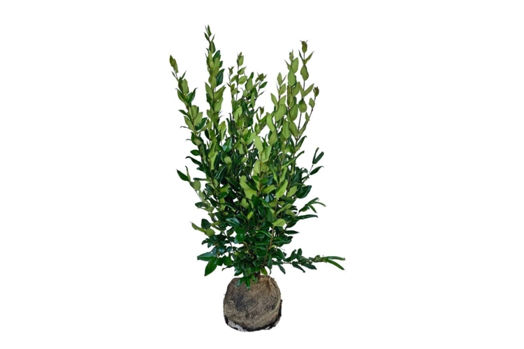 Ligustrum jap. Texanum 100-120