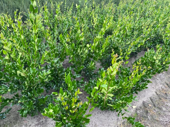 Ligustrum japnicum 'Texanum'