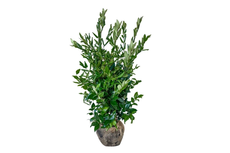 Ligustrum japonicum 'Texanum'