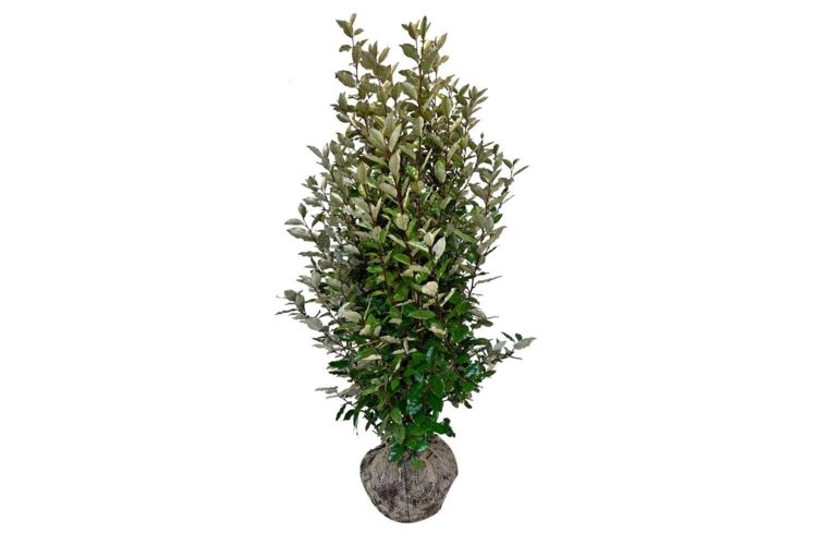 Elaeagnus ebbingei 'Compacta' 140-160