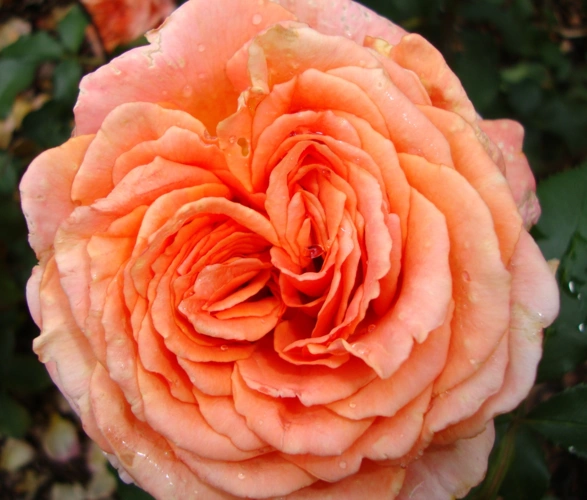 Rosa Albrech Duror