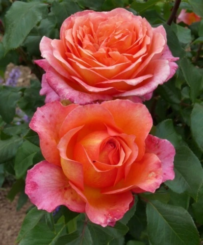 Rosa Albrecht Duror