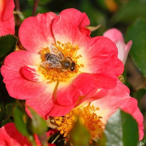 Rosa Bienenweide Bicolor