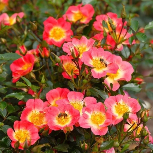 Rosa Bienenweide Bicolor