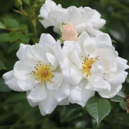 Rosa Bienenweide Weiss