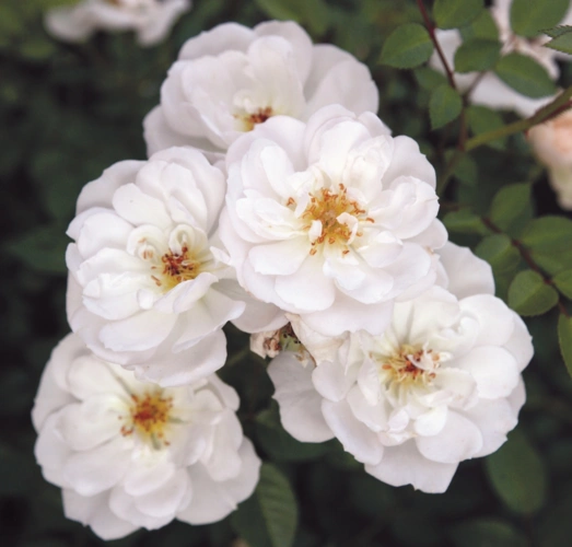 Rosa Bienenweide Weiss
