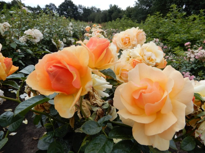 Rosa Hansestadt Rostock