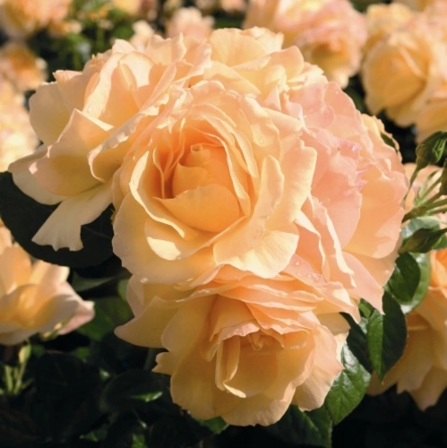 Rosa Hansestadt Rostock