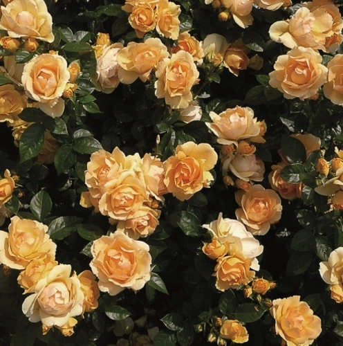 Rosa Hansestadt Rostock