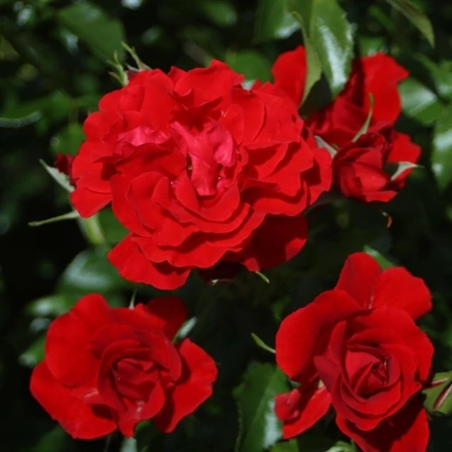 Rosa Pepino
