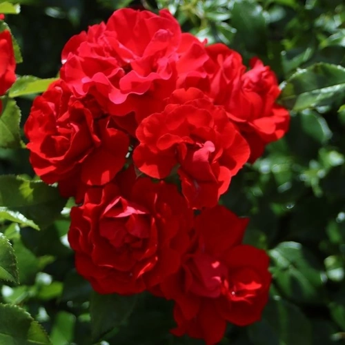 Rosa Pepino