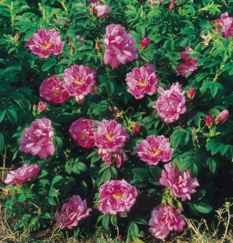 Rosa Pink Pavement