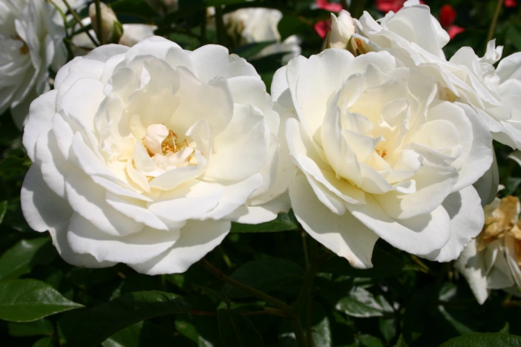 Rosa Schneewitchen
