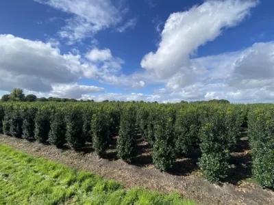 Ilex meserveae in 175-200cm 
