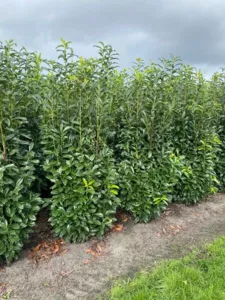 Prunus laurocerasus ´Genolia´