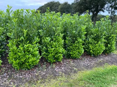 Prunus laurocerasus ´Rotundifolia´
