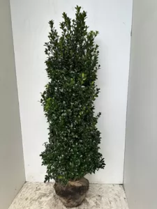 Ilex meserveae ´Heckenstar´