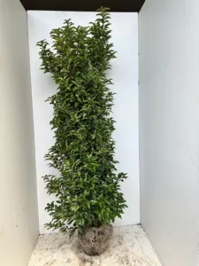 Prunus lusitanica ´Brenelia´