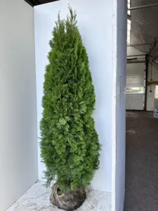Thuja occidentalis ´Smaragd´