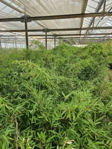 Fargesia Scabrida Winter Joy Fargesia Scabrida Winter Joy