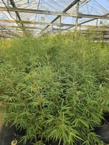 Fargesia Robusta Campbell Fargesia Robusta Campbell