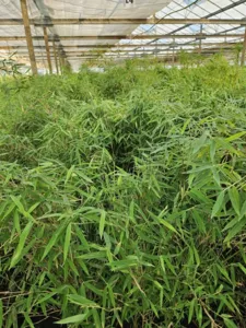 Fargesia Jiuzhaigou 1 Fargesia Jiuzhaigou 1