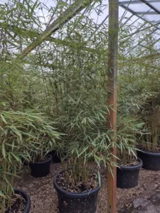 Bamboe kwekerij Bamboe kwekerij