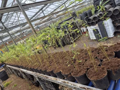 Nieuwe bamboe stekken Nieuwe bamboe stekken