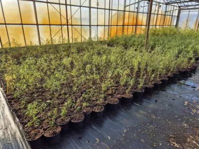 Nieuwe bamboe planten Nieuwe bamboe planten