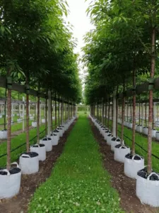 Container Alleebaum Quartier