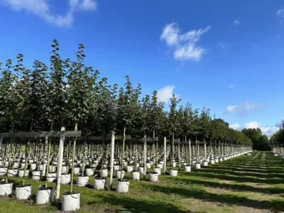 Container Alleebaum Quartier 2