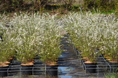 Container Sträucher