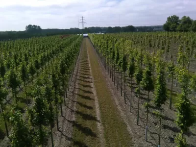 Freiland Alleebaum Quartier