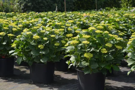 Hydrangea macrophylla