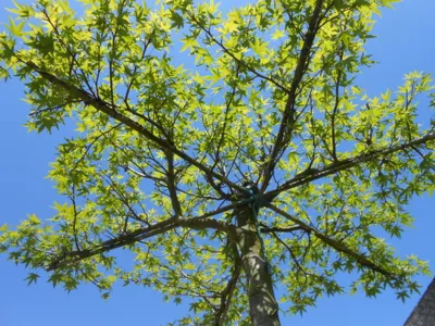Liquidambar Dach