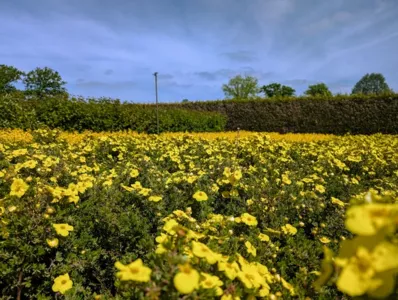 Potentilla im Quartier
