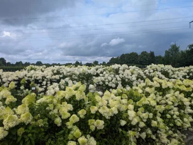 Quartier paniculata Sommer