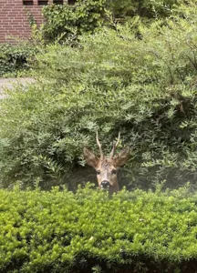 Rehbock in der Baumschule