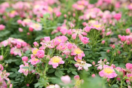 Rosa Mini Pinkie®