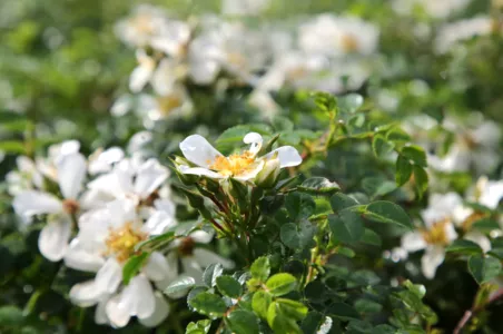 Rosa Green Summer®