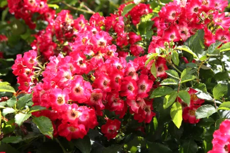 Rosa Diamantino®