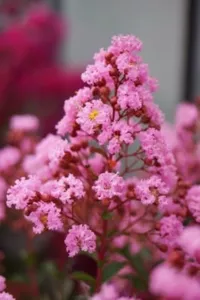 Lagerstroemia Eveline®