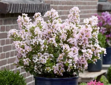 Lagerstroemia With Love Babe