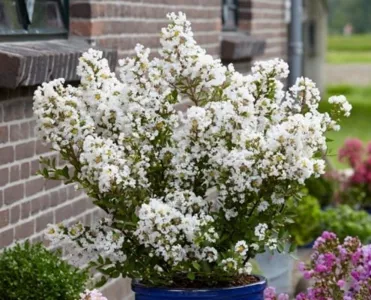 Lagerstroemia With Love Virgin