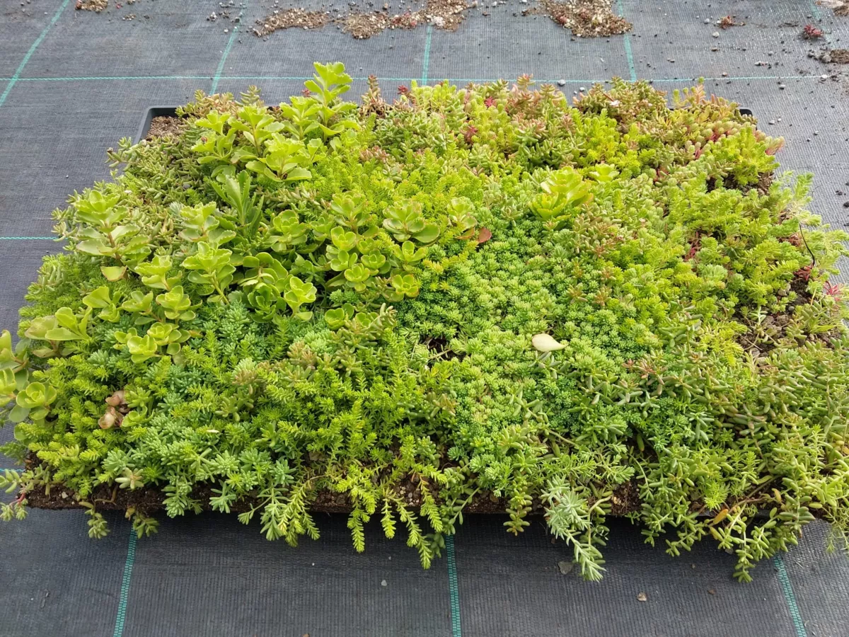 Handelskwekerij van Mierlo B.V.