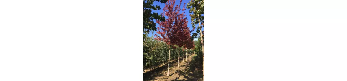 Boomkwekerij-versprille