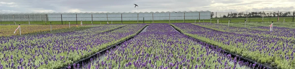 Kwekerij IJsseltuin